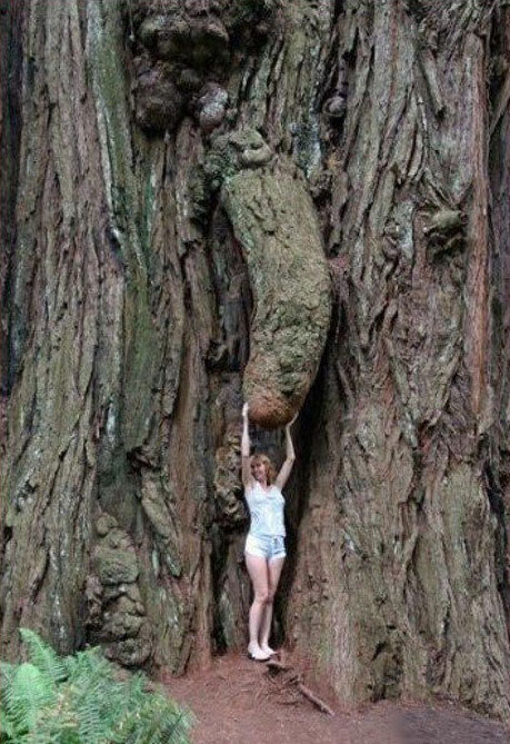 Albero che sembra avere un enorme fallo